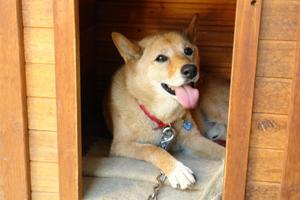 中村太軌