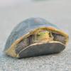 ショウヘイ