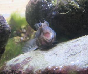 よこやま