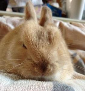 shunsuke
