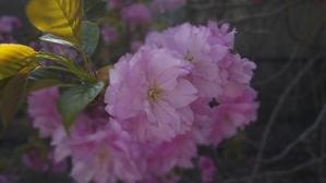 minae