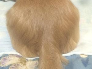 kaeru