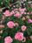 louis_rose