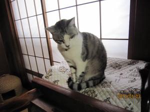 なつめ
