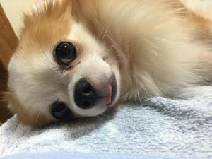 コミたん