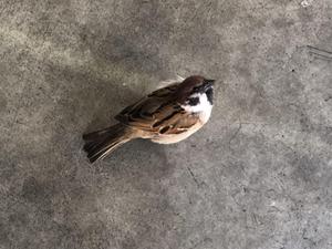 もとしー