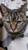 Mr-Cat