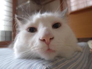 Lulu
