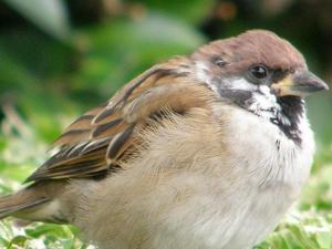 Sparrow