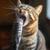 monday-cat