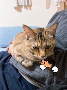 あうふ