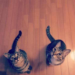 necocats_4