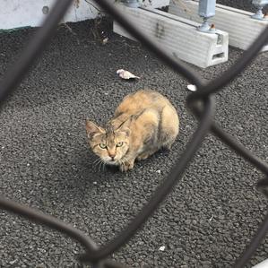 きみこ