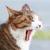 Fat_Cat