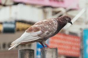山田タロウ