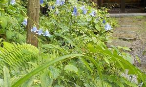 ソバナの花