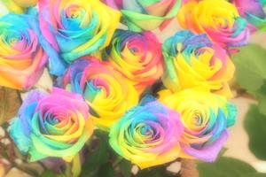 rainbowrose