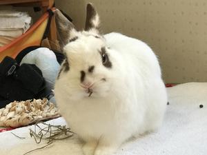 わたべ