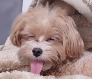 犬飼としき