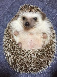 アネモネ