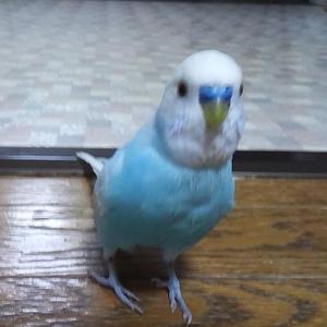 いしとも