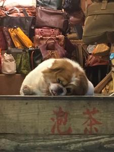 あっきー