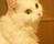 bitto_bitto_bitto