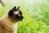 siam-cat