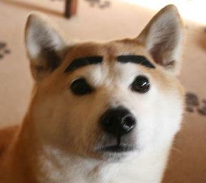 柴犬