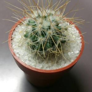 タクロウ