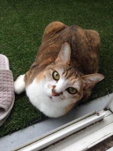 たそがれにゃんこ