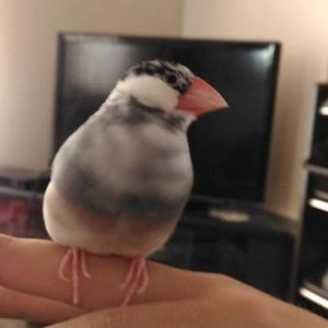 Bunzo