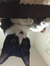 ヨコ