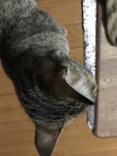 ヤマタツ