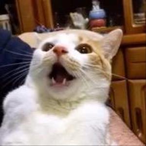 ふみか